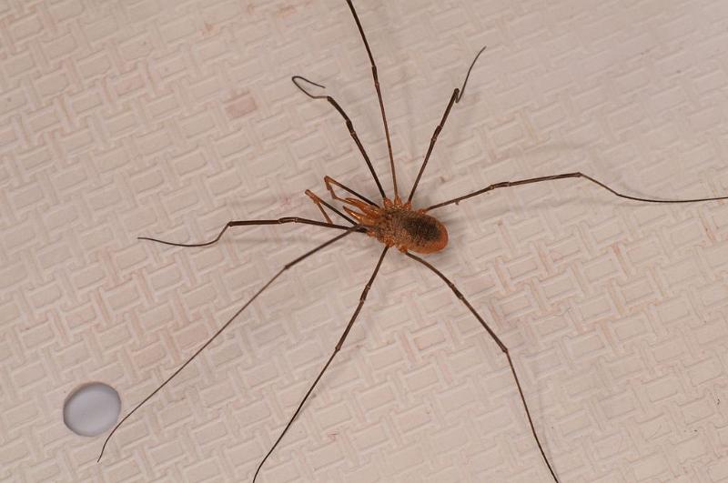 Phalangium_opilio_D8270_Z_88_Les Gris_Frankrijk.jpg
